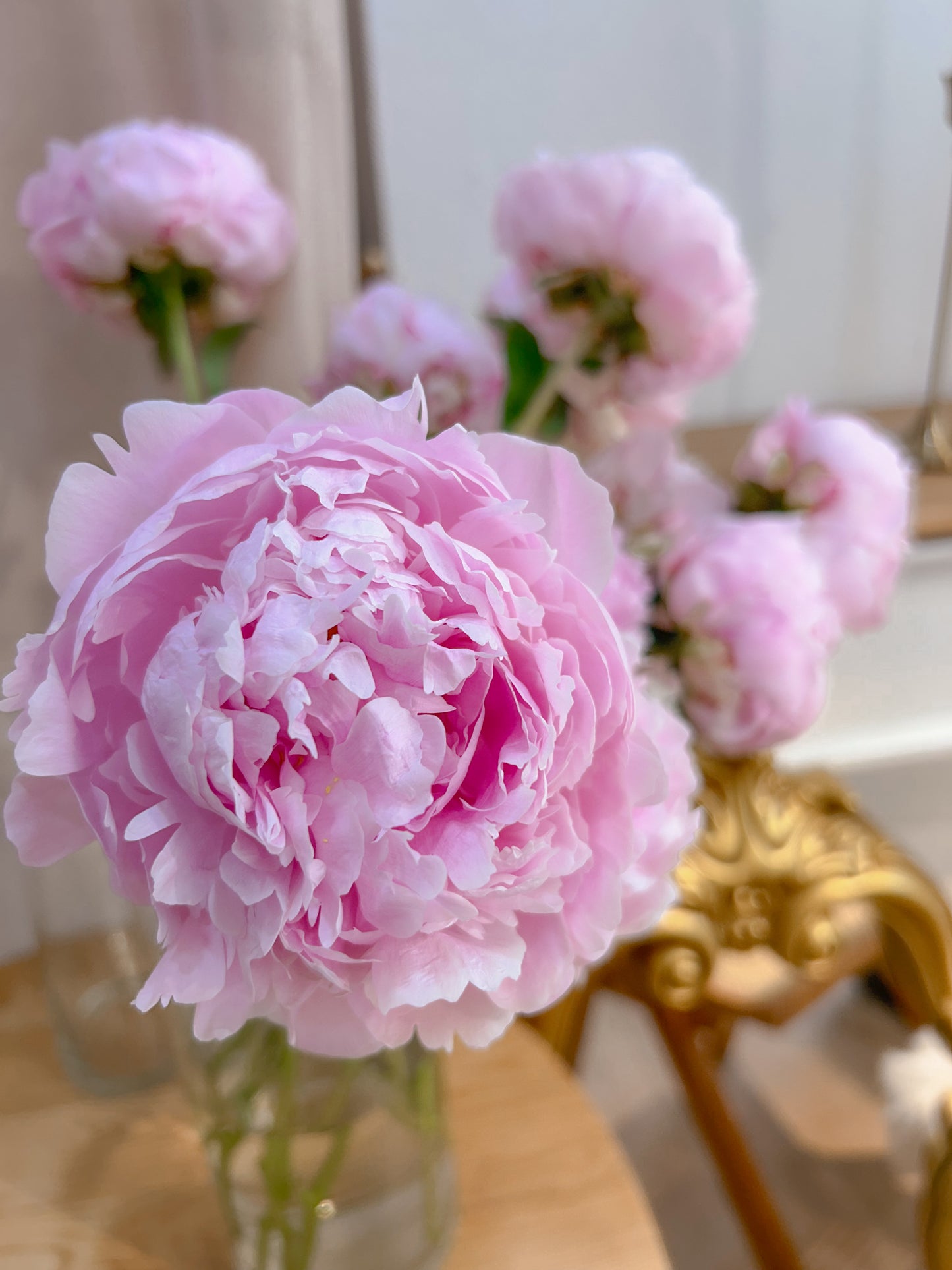 White peony｜5朵進口芍藥鮮花束
