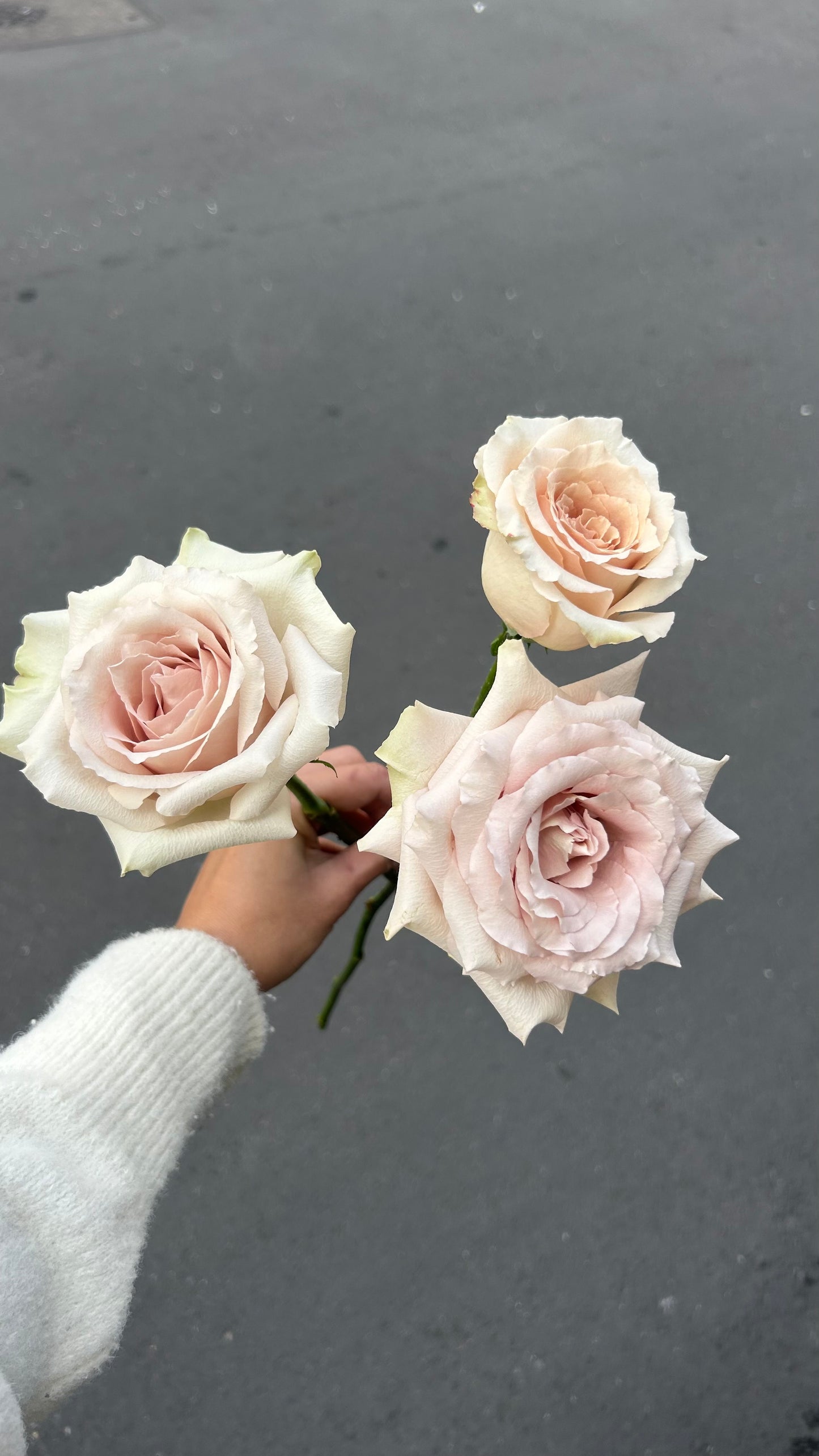 Creamy Sahara ｜ 奶油流沙玫瑰鮮花束