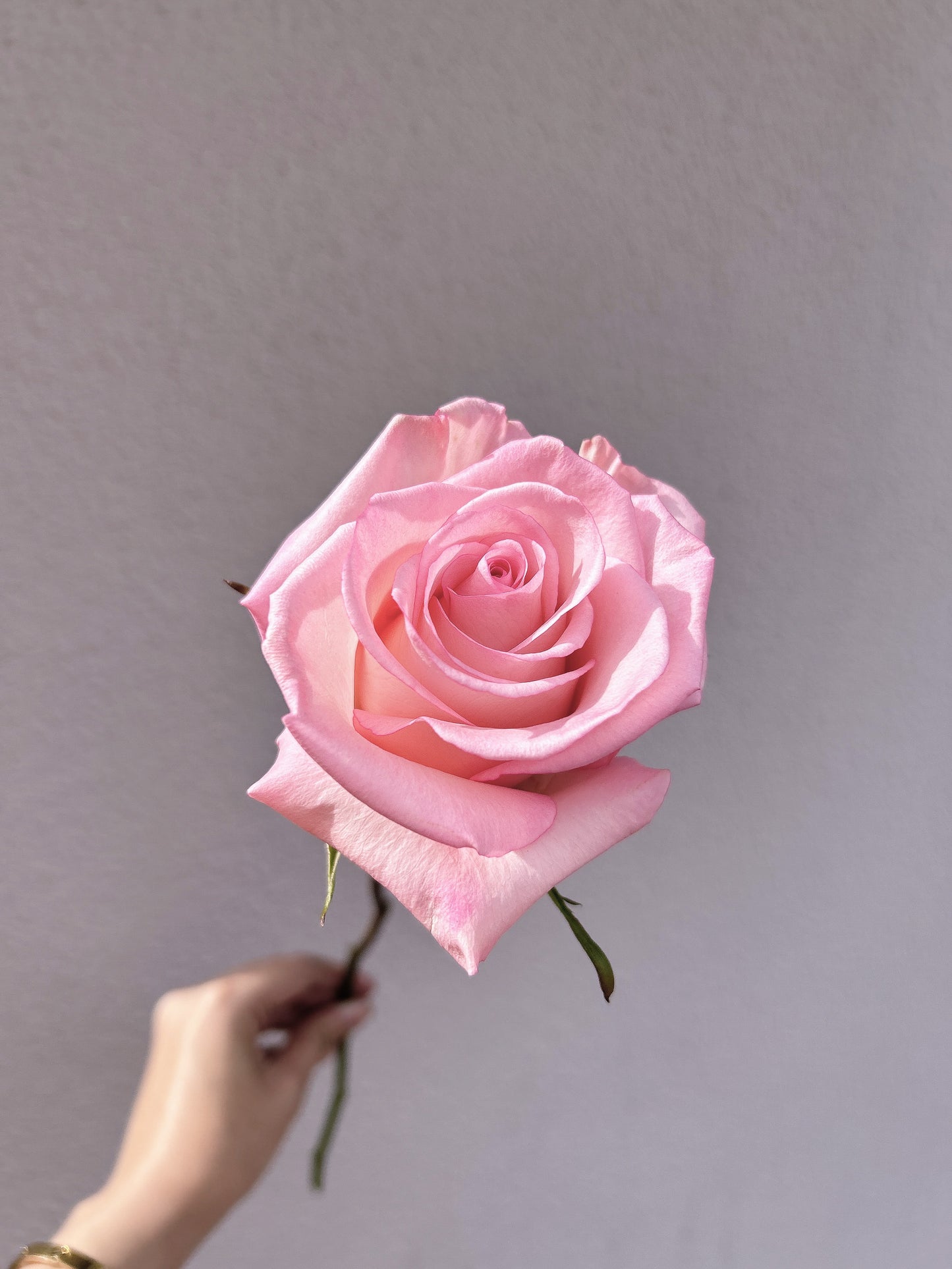 Silver Romance ｜9朵厄瓜多鮮花束