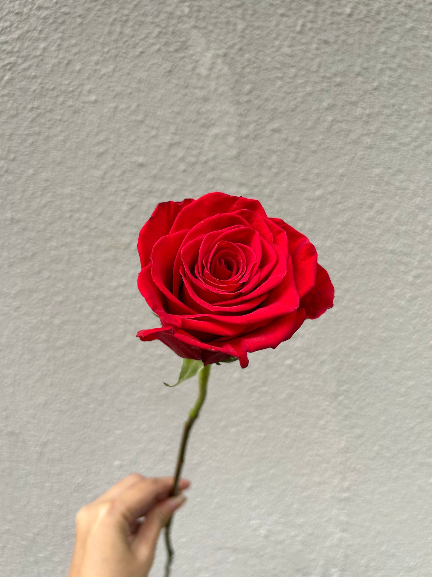 Silver Romance ｜9朵厄瓜多鮮花束