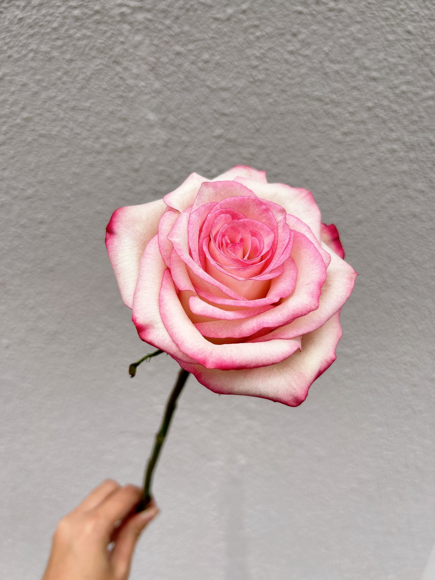 Silver Romance ｜9朵厄瓜多鮮花束